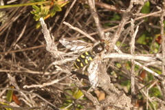 Austroscaeva melanostoma
