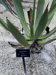 Agave acklinicola