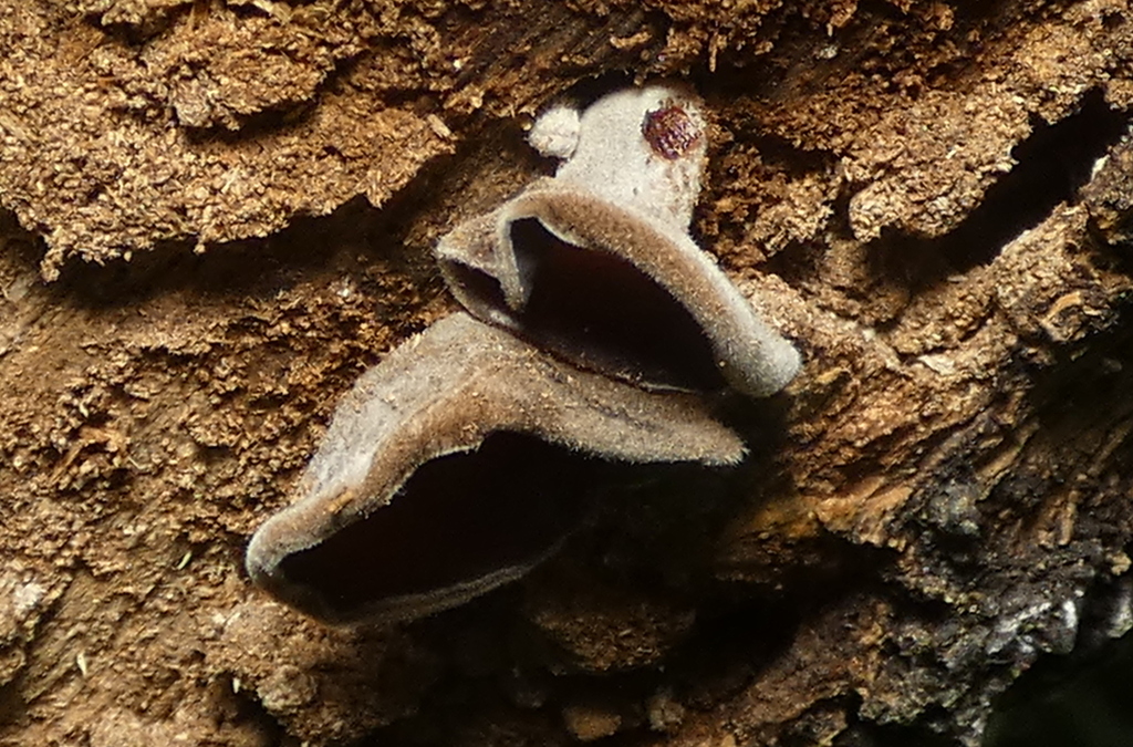 Auricularia nigricans · January 2023 · photo: © helio-lourencini (iNaturalist, cc-by)