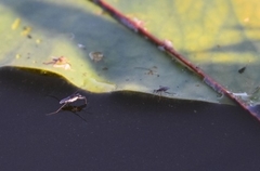 Neogerris hesione