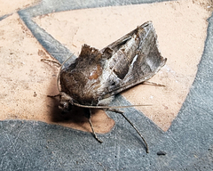 Chrysodeixis subsidens