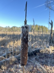 Typha latifolia