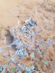 Tidestromia lanuginosa