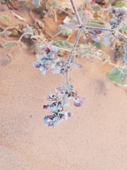 Tidestromia lanuginosa
