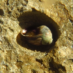 Melarhaphe neritoides