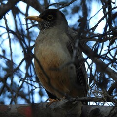 Turdus falcklandii