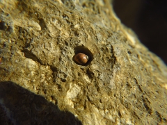 Melarhaphe neritoides