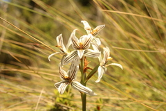 Chloraea nudilabia