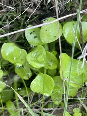 Claytonia perfoliata