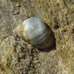 Melarhaphe neritoides