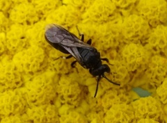 Hylaeus nigritus