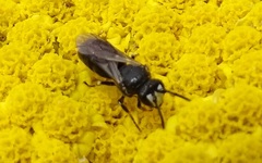 Hylaeus nigritus