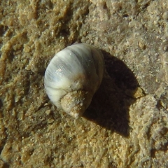 Melarhaphe neritoides