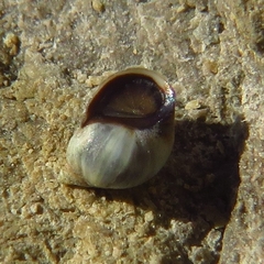Melarhaphe neritoides