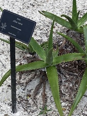 Aloe vera