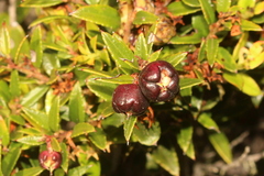 Gaultheria phillyreifolia