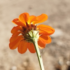 Adenophyllum aurantium