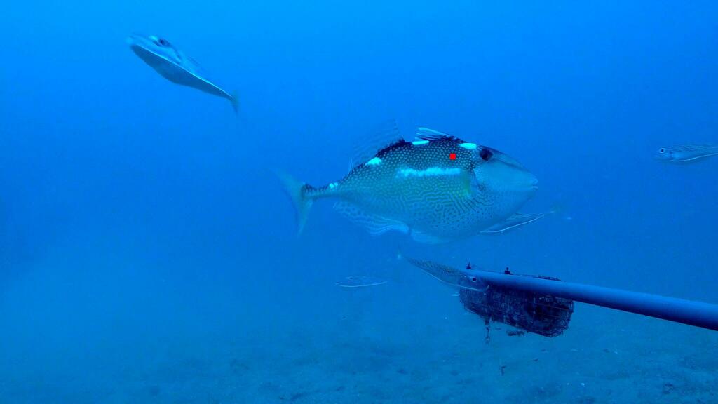 Flat-tailed Trigger-fish