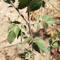 Adenophyllum aurantium