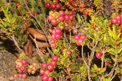 Empetrum rubrum