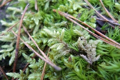 Hypnum cupressiforme