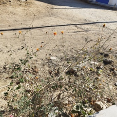 Adenophyllum aurantium