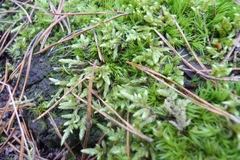 Hypnum cupressiforme