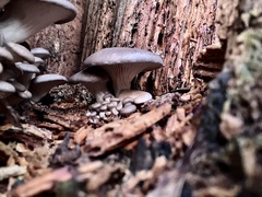 Pleurotus ostreatus