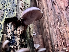 Pleurotus ostreatus