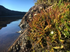 Drosera arcturi