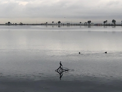 Phalacrocorax carbo