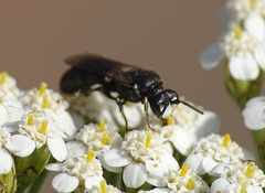 Hylaeus nigritus