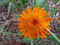 Lasianthaea macrocephala