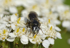 Hylaeus nigritus