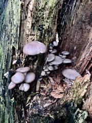 Pleurotus ostreatus