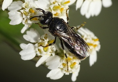 Hylaeus nigritus