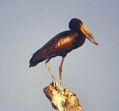 Anastomus lamelligerus