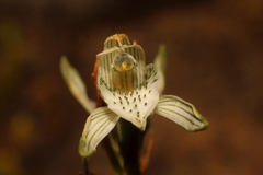 Chloraea volkmannii