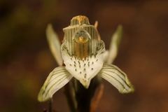 Chloraea volkmannii