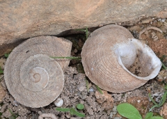 Iberus gualtieranus gualtieranus