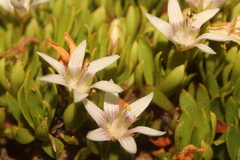 Lysimachia buxifolia