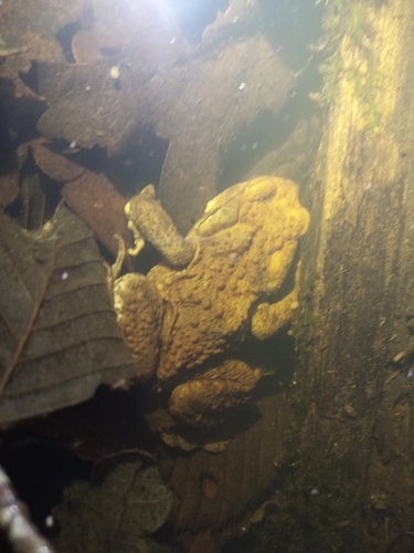Bufo spinosus