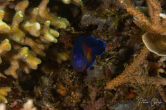 Centropyge bispinosa