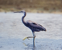 Egretta garzetta dimorpha