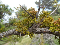 Arceuthobium oxycedri