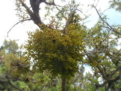 Arceuthobium oxycedri