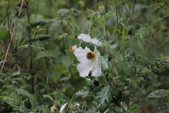 Argemone platyceras