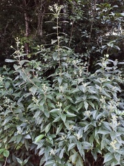 Chromolaena glaberrima