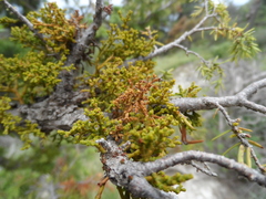 Arceuthobium oxycedri