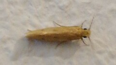 Tineinae